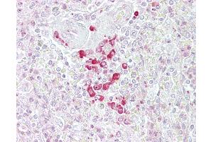 Anti-FRZB antibody IHC of human spleen. (FRZB antibody  (AA 216-265))