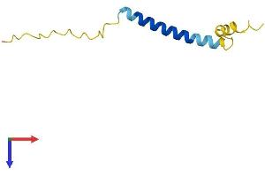 AlphaFold protein structure predicition of Human Recombinant CTXN1 Protein, UniprotID P60606 (Cortexin 1 (CTXN1) (AA 1-82) protein (Fc Tag))