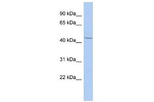 WB Suggested Anti-ZBTB12 Antibody Titration:  0. (ZBTB12 antibody  (N-Term))