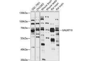 GALNT10 antibody  (AA 444-603)