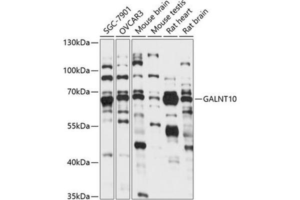 GALNT10 antibody  (AA 444-603)