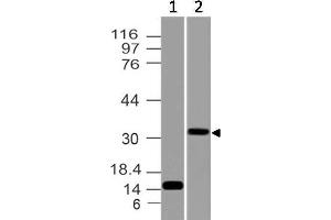 Image no. 1 for anti-CD274 (PD-L1) (AA 18-227) antibody (ABIN5027433) (PD-L1 antibody  (AA 18-227))