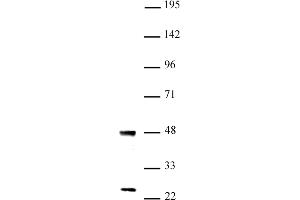 UTF1 antibody (pAb) tested by Western blot Nuclear extract of mouse ES cells (20 μg) probed with UTF1 antibody (1:1,000). (UTF1 antibody  (N-Term))