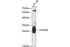 Western blot analysis of extracts of HT-29 cells, using TSP antibody (ABIN6128851, ABIN6149644, ABIN6149646 and ABIN6217203) at 1:3000 dilution. (Tspan-8 antibody  (AA 110-200))