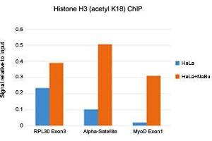 ChIP analysis of HeLa cells with or without sodium butyrate treatment using Histone H3 (acetyl K18) monoclonal antibody, clone RM166  under 5 ug working concentration.