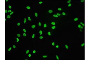 Immunofluorescence staining of Hela cells with ABIN7127296 at 1:60,counter-stained with DAPI. (Recombinant Histone H3.3 antibody)