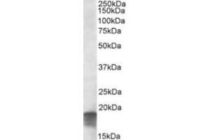 Western Blotting (WB) image for anti-Succinate Dehydrogenase Complex Assembly Factor 1 (SDHAF1) (C-Term) antibody (ABIN2464306) (SDHAF1 antibody  (C-Term))