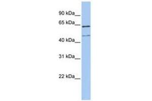 Image no. 1 for anti-Lysosomal-Associated Membrane Protein 3 (LAMP3) (AA 36-85) antibody (ABIN6740735) (LAMP3 antibody  (AA 36-85))