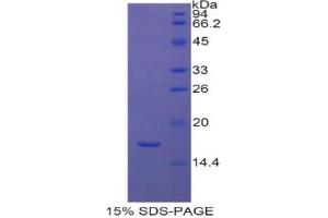 SDS-PAGE analysis of Human Histone Cluster 2, H3a Protein. (HIST2H3A Protein)