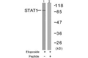 Image no. 2 for anti-Signal Transducer and Activator of Transcription 1, 91kDa (STAT1) (Ser727) antibody (ABIN197393) (STAT1 antibody  (Ser727))