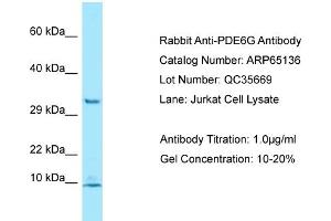 Western Blotting (WB) image for anti-phosphodiesterase 6G, CGMP-Specific, Rod, gamma (PDE6G) (N-Term) antibody (ABIN2790053) (PDE6G antibody  (N-Term))