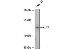 Western blot analysis of extracts of HepG2 cells using ALX4 Polyclonal Antibody at dilution of 1:3000. (ALX4 antibody)