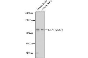 Western blot analysis of extracts of various cell lines, using p75NTR/NGFR antibody (ABIN7268850) at 1:1000 dilution. (NGFR antibody)