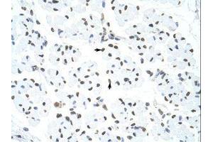 Image no. 2 for anti-Heterogeneous Nuclear Ribonucleoprotein U-Like 1 (HNRNPUL1) (C-Term) antibody (ABIN203251) (HNRNPUL1 antibody  (C-Term))