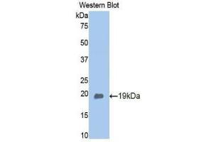 Western Blotting (WB) image for anti-Adiponectin (ADIPOQ) (AA 111-244) antibody (ABIN1173289)