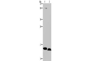 Western Blotting (WB) image for anti-NADH Dehydrogenase (Ubiquinone) 1 alpha Subcomplex, 5, 13kDa (NDUFA5) antibody (ABIN2430515)
