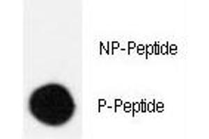 Dot Blot (DB) image for anti-V-Crk Sarcoma Virus CT10 Oncogene Homolog (Avian) (CRK) (pSer41) antibody (ABIN3029703)