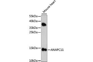 Western blot analysis of extracts of mouse heart, using ANAPC11 antibody.