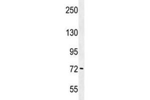 PAK6 antibody  (AA 268-297)