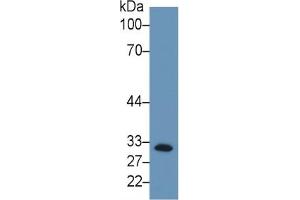 Western Blotting (WB) image for Complement Component 1, Q Subcomponent Binding Protein (C1QBP) ELISA Kit (ABIN6574185)
