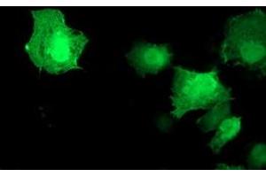 Anti-AKT1 mouse monoclonal antibody (ABIN2455511) immunofluorescent staining of COS7 cells transiently transfected by pCMV6-ENTRY AKT1 (RC220257). (AKT1 antibody)