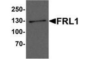 Western blot analysis of FRL1 in EL4 cell lysate with FRL1 Antibody  at 1 μg/ml. (Formin-Like 1 antibody  (C-Term))