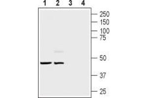 Western Blotting (WB) image for anti-Endothelin Receptor Type B (EDNRB) (AA 298-314) antibody (ABIN7043121)