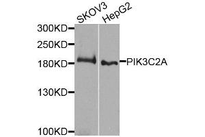 Western blot analysis of extracts of various cell lines, using PIK3C2A antibody (ABIN5995585) at 1/1000 dilution. (PIK3C2A antibody)