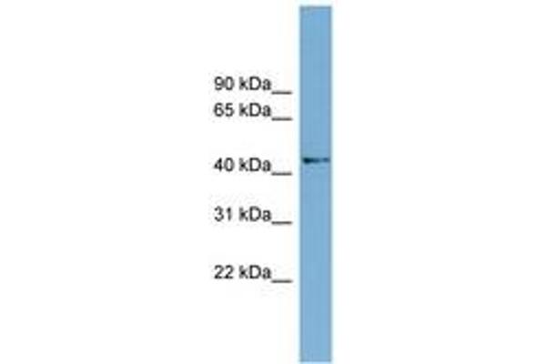 AMDHD1 抗体  (AA 35-84)