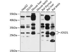 Western blot analysis of extracts of various cell lines, using JOSD1 antibody (ABIN6132200, ABIN6142664, ABIN6142665 and ABIN6214674) at 1:1000 dilution. (JOSD1 antibody  (AA 1-202))