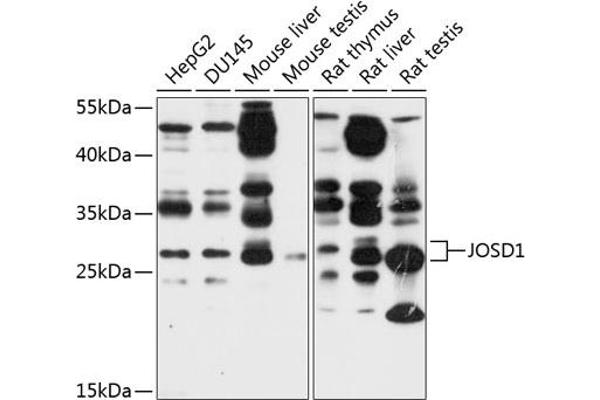 JOSD1 antibody  (AA 1-202)