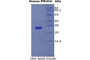 SDS-PAGE of Protein Standard from the Kit (Highly purified E. (PIK3CB ELISA Kit)