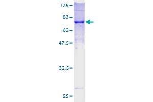 PARD6B Protein (AA 1-372) (GST tag)