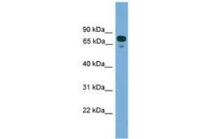 Image no. 1 for anti-Zinc Finger Protein 599 (ZNF599) (N-Term) antibody (ABIN6744878) (ZNF599 antibody  (N-Term))