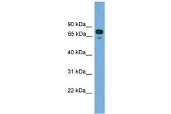 ZNF599 antibody  (N-Term)