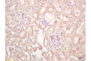 Formalin-fixed and paraffin embedded mouse kidney labeled with Rabbit Anti Renalase Polyclonal Antibody, Unconjugated (ABIN872790) at 1:200 followed by conjugation to the secondary antibody and DAB staining (RNLS antibody  (AA 201-300))