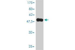 Western Blot detection against Immunogen (54. (HLA-DPB1 antibody  (AA 1-258))