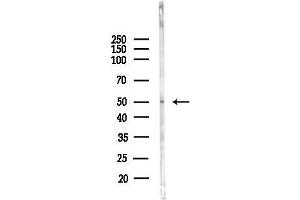 anti-RNA Binding Motif Protein 34 (RBM34) (C-Term) antibody