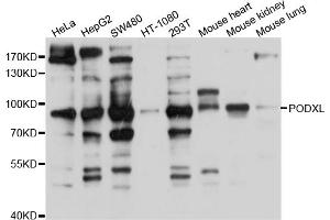 Western blot analysis of extracts of various cell lines, using PODXL antibody (ABIN4904807) at 1:1000 dilution.