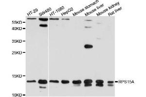 Western blot analysis of extract of various cells, using RPS15A antibody.