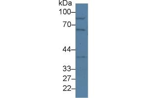 Western blot analysis of Mouse Lung lysate, using Mouse NUP50 Antibody (2 µg/ml) and HRP-conjugated Goat Anti-Rabbit antibody ( (NUP50 antibody  (AA 134-393))