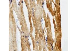 IHC analysis of FFPE zebrafish muscle section using Gfap antibody