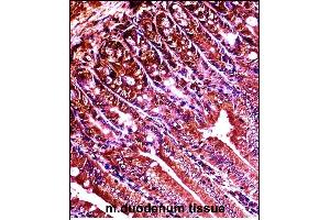 Mouse Abl1 Antibody (Center) ((ABIN657828 and ABIN2846795))immunohistochemistry analysis in formalin fixed and paraffin embedded mouse duodenum tissue followed by peroxidase conjugation of the secondary antibody and DAB staining. (ABL1 antibody  (AA 613-641))