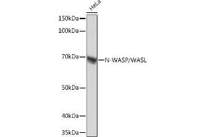 Western blot analysis of extracts of HeLa cells, using N-WASP/N-WASP/WASL Rabbit mAb (ABIN7268856) at 1:1000 dilution. (Neural Wiskott-Aldrich syndrome protein (WASL) antibody)