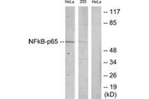 Western blot analysis of extracts from HeLa/293 cells, using NF-kappaB p65 (Ab-468) Antibody. (NF-kB p65 antibody  (AA 435-484))