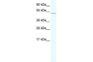 WB Suggested Anti-POU2F1 Antibody Titration:  1. (POU2F1 antibody  (C-Term))