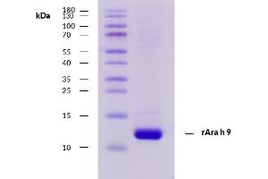Recombinant allergen rAra h 9 purity verification. (SCP2 Protein)