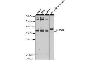 Western blot analysis of extracts of various cell lines, using TOB2 antibody (ABIN6128831, ABIN6149377, ABIN6149378 and ABIN6223057) at 1:1000 dilution. (TOB2 antibody  (AA 1-70))