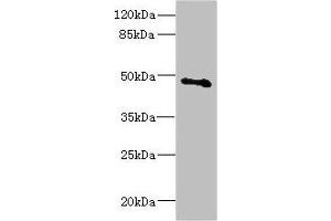 COX1 anticorps  (AA 1-160)
