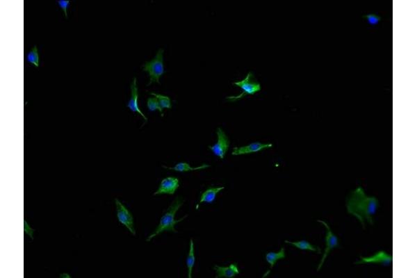 PCDH17 antibody  (AA 18-243)